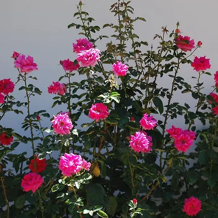 Guest house Les Terrasses De Castelmerle 3*