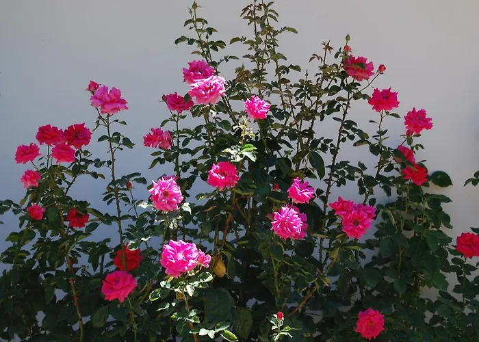 Guest house Les Terrasses De Castelmerle 3*